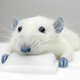 Illustration for article titled This Blue Rat May Have the Secret to Avoid Spinal Cord Injuries